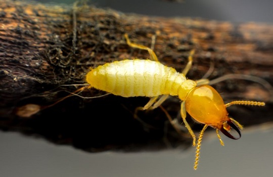 termites